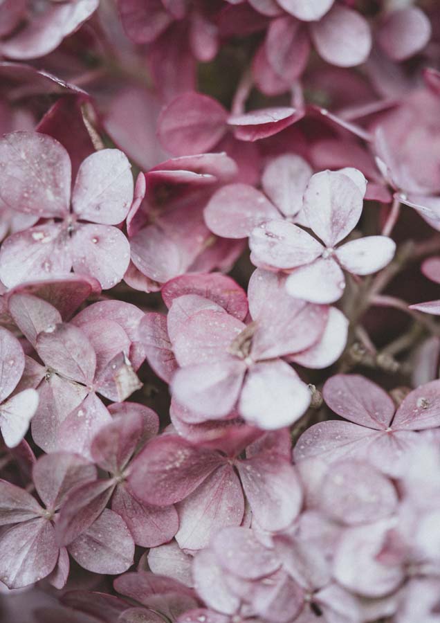 Botanical Hydrangea Fresh 5 Canvas Wall Art