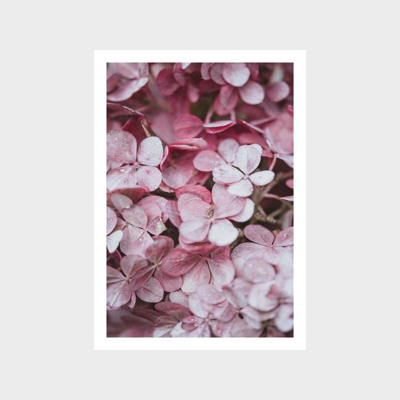 Botanical Hydrangea Fresh 5 Art Print