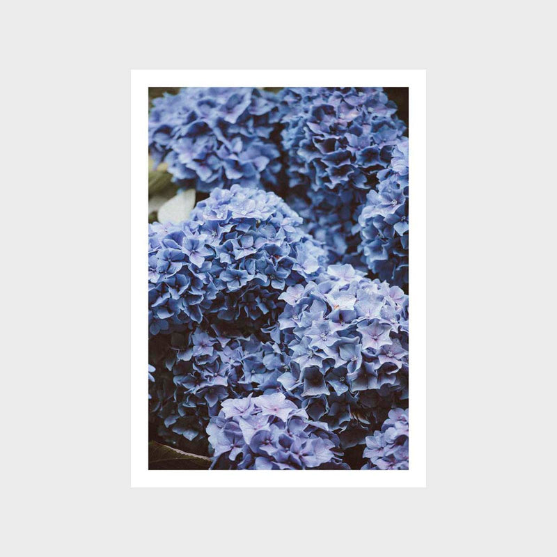 Botanical Hydrangea Fresh 6 Art Print