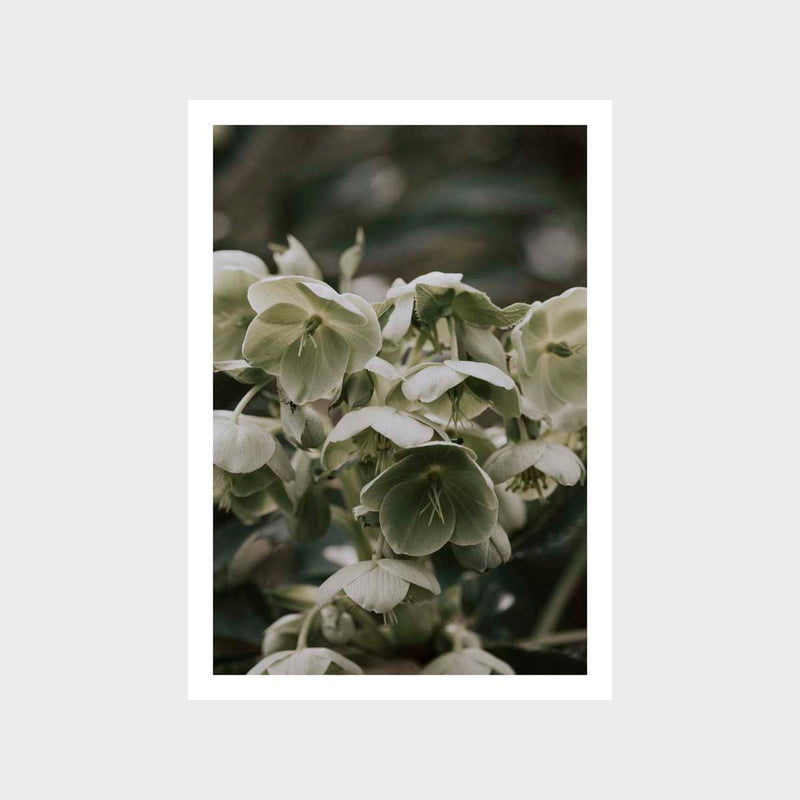 Botanical Hydrangea Green Art Print