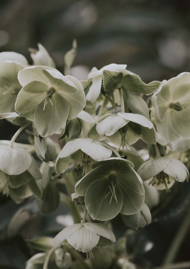 Botanical Hydrangea Green Canvas Wall Art