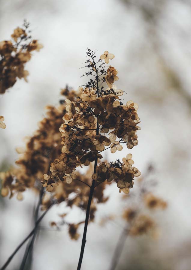 Botanical Hydrangea Sepia 1 Canvas Wall Art