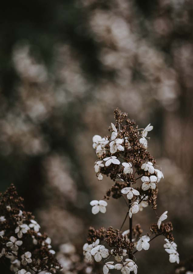 Botanical Hydrangea Sparse 1 Canvas Wall Art