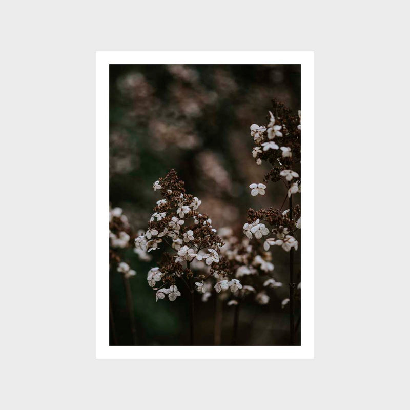 Botanical Hydrangea Sparse 2 Art Print