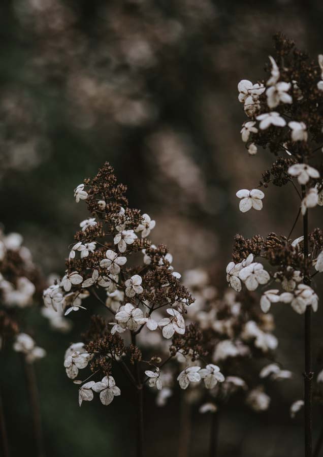 Botanical Hydrangea Sparse 2 Canvas Wall Art