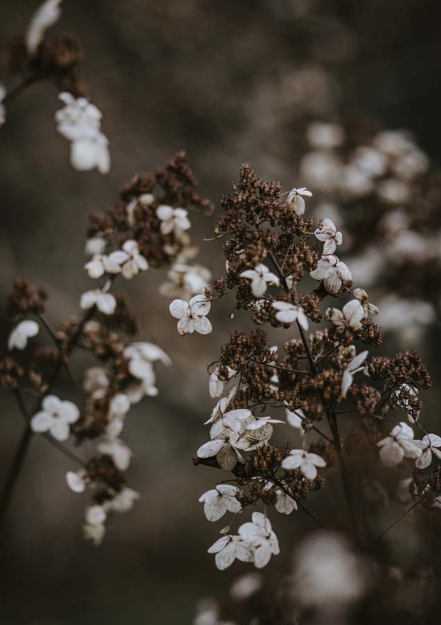 Botanical Hydrangea Sparse 3 Canvas Wall Art