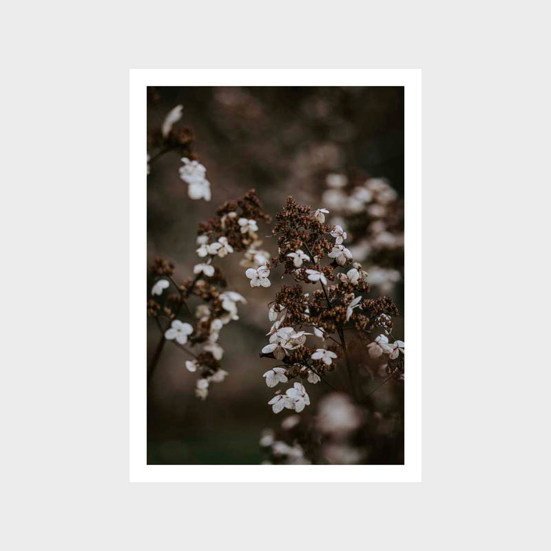 Botanical Hydrangea Sparse 3 Art Print