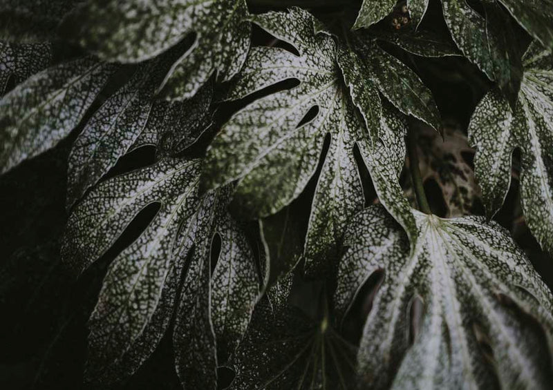 Botanical Leaf Closeup Dark Canvas Wall Art