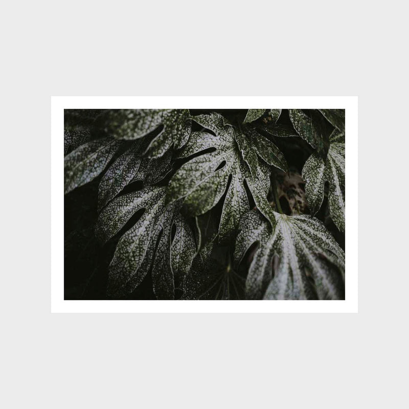 Botanical Leaf Closeup Dark Art Print