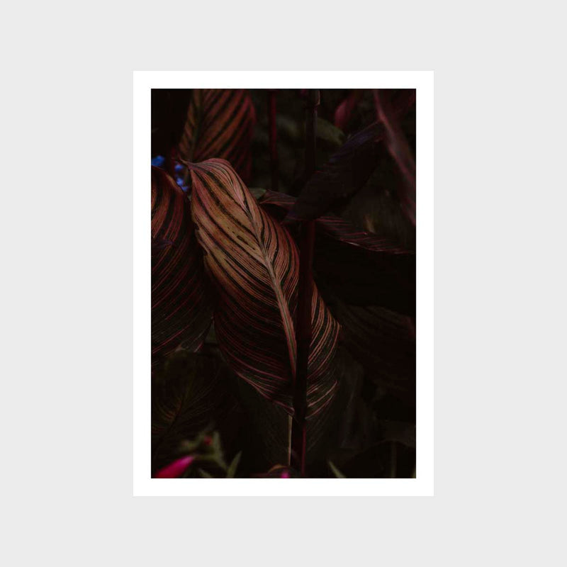 Botanical Leaf Closeup Reds Art Print