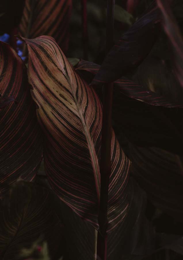 Botanical Leaf Closeup Reds Canvas Wall Art