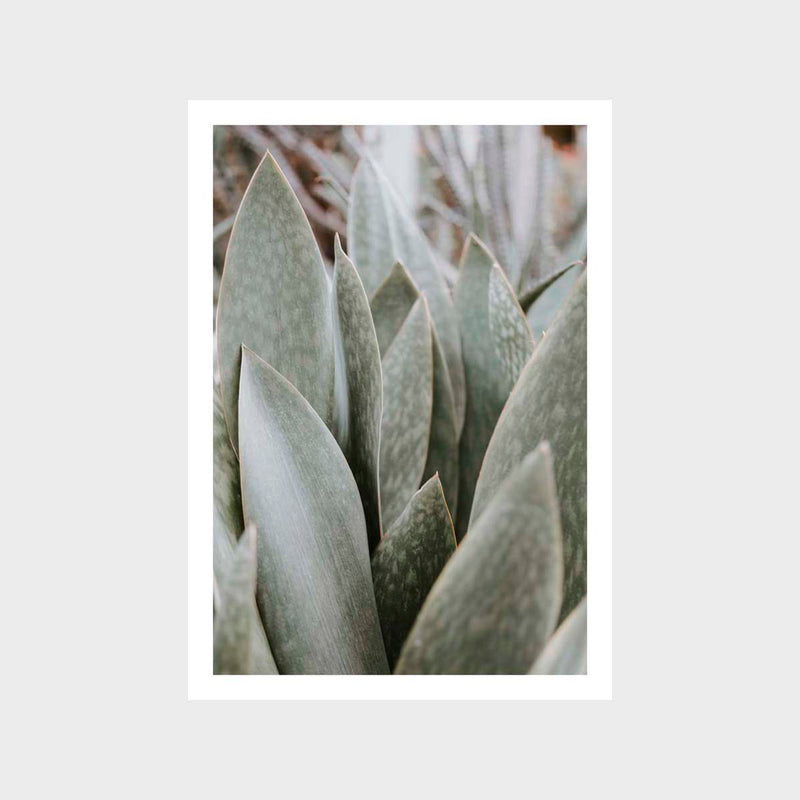 Botanical Leaf Closeup Succulent 1 Art Print