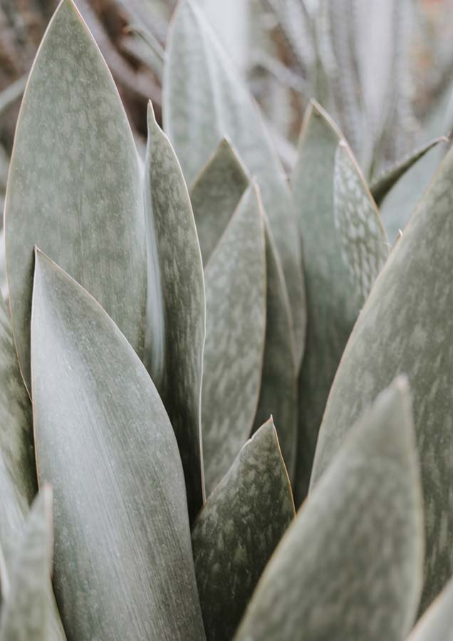 Botanical Leaf Closeup Succulent 1 Canvas Wall Art