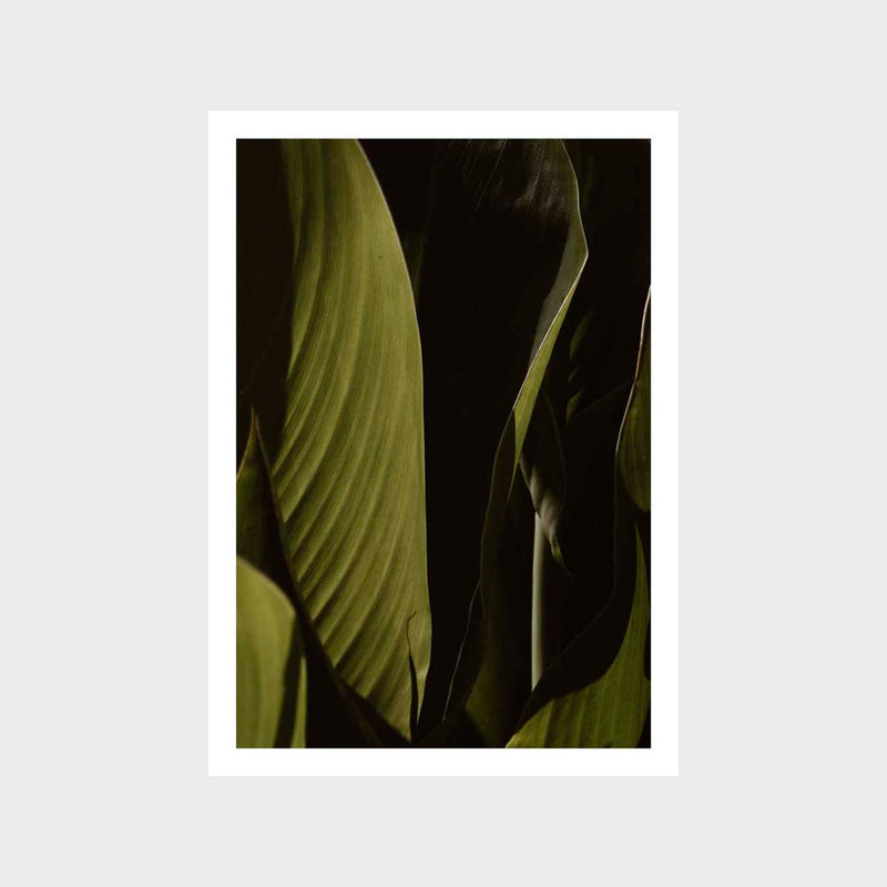 Botanical Leaf Folding 1 Art Print