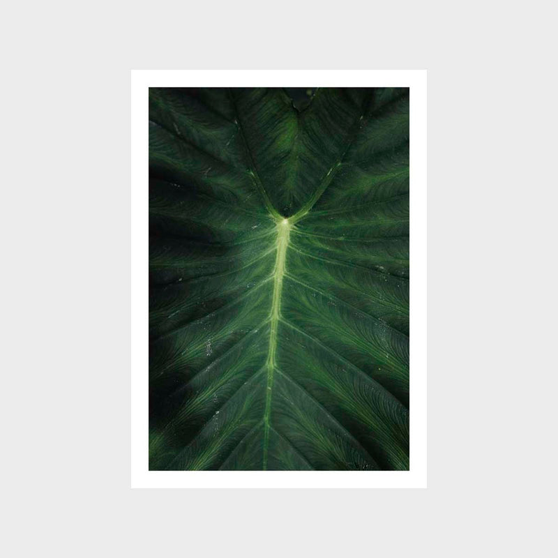 Botanical Leaf Flat 2 Art Print