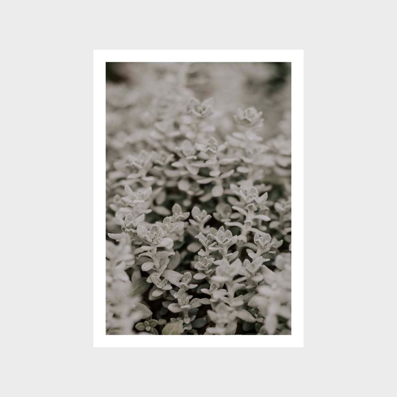 Botanical Leaf Sage 1 Art Print