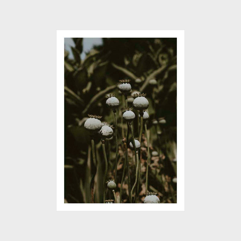 Botanical Poppy 2 Art Print