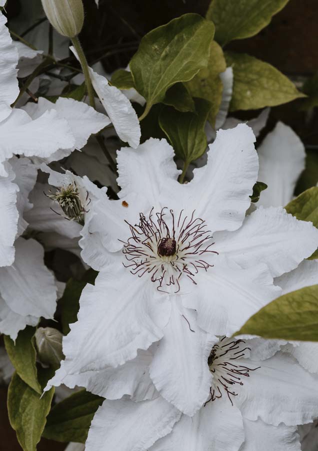 Botanical Passionfruit Canvas Wall Art