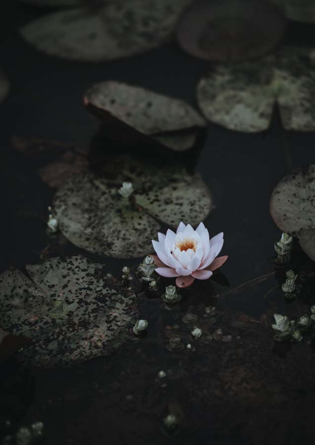 Botanical Water Lily 1 Canvas Wall Art