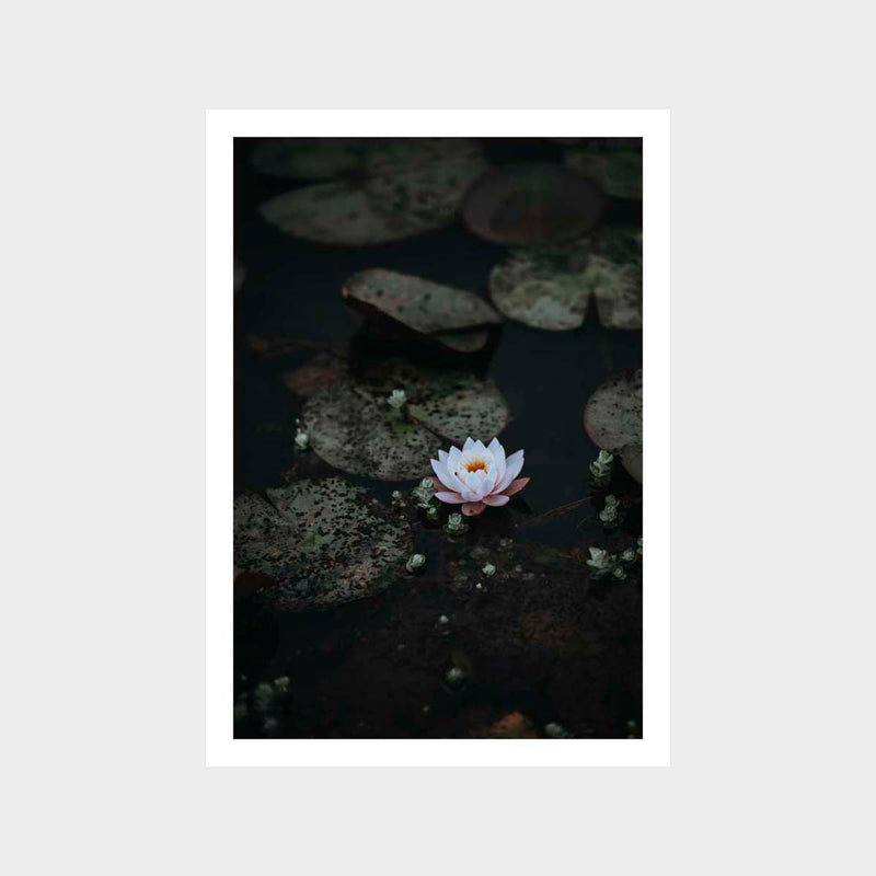 Botanical Water Lily 1 Art Print