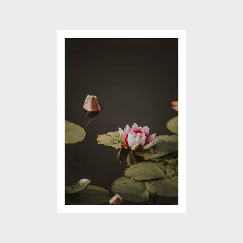 Botanical Water Lily 2 Art Print