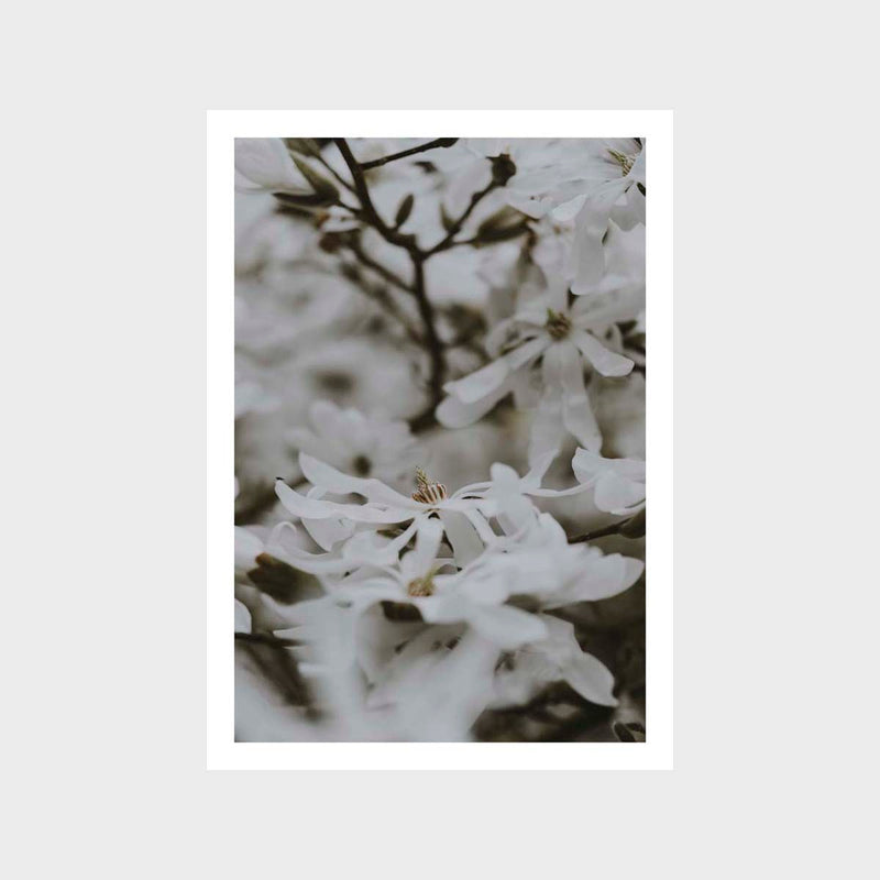 Botanical White Floral 1 Art Print