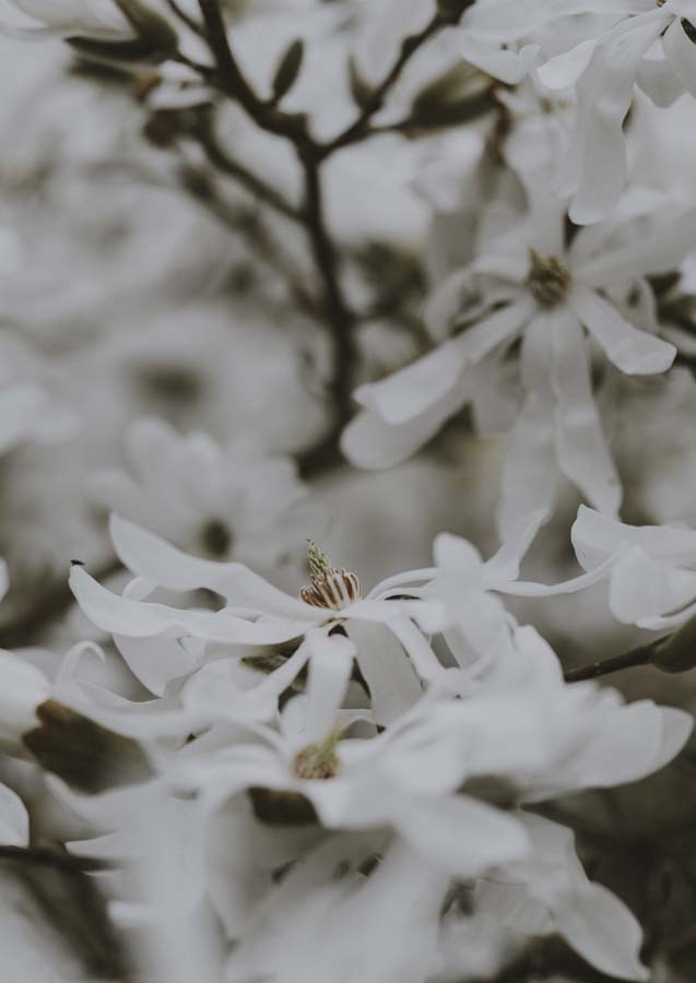 Botanical White Floral 1 Canvas Wall Art