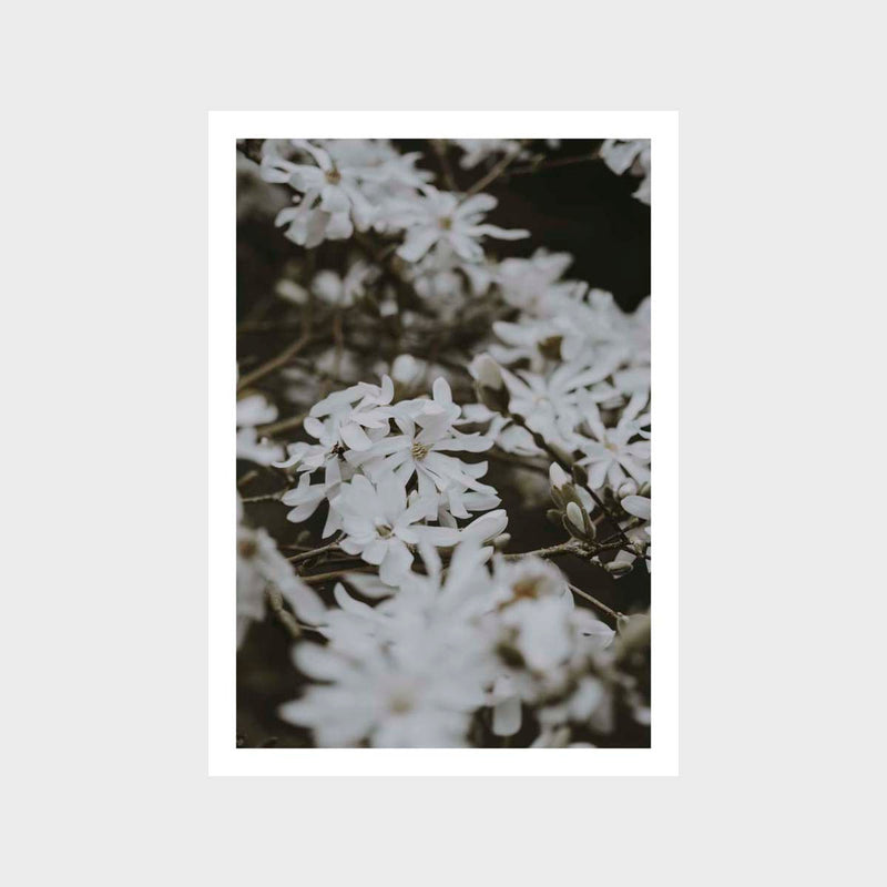 Botanical White Floral 2 Art Print