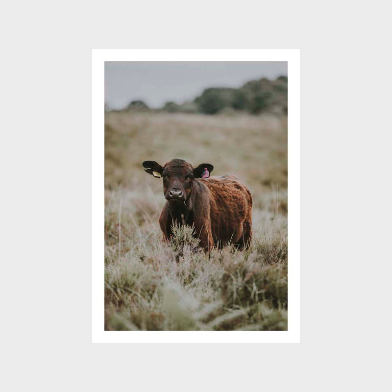 Cow 1 Art Print