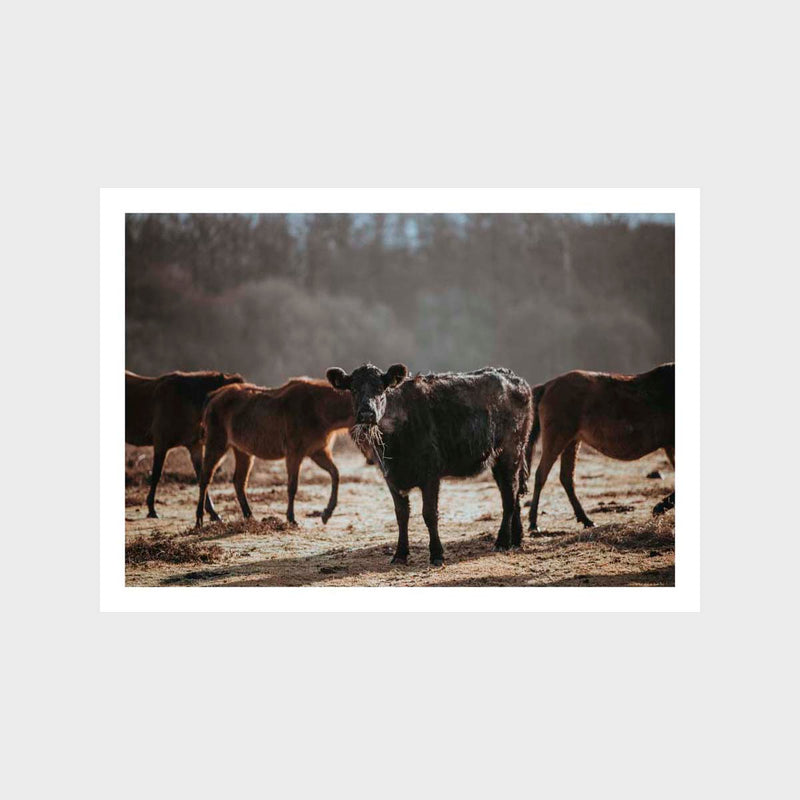 Cows 2 Art Print