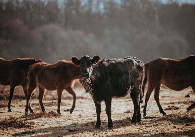 Cows 2 Canvas Wall Art