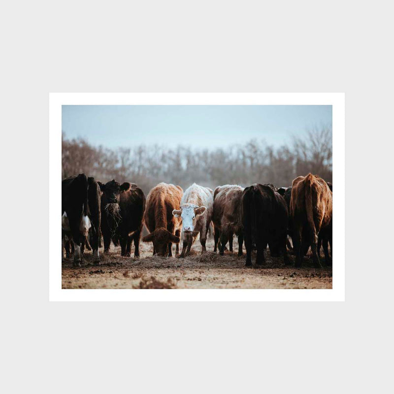 Cows 3 Art Print