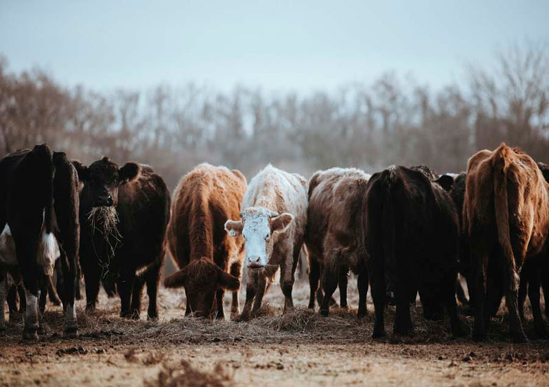 Cows 3 Canvas Wall Art