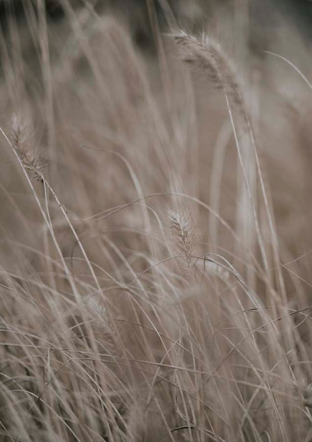 Grass Taupe 1 Canvas Wall Art