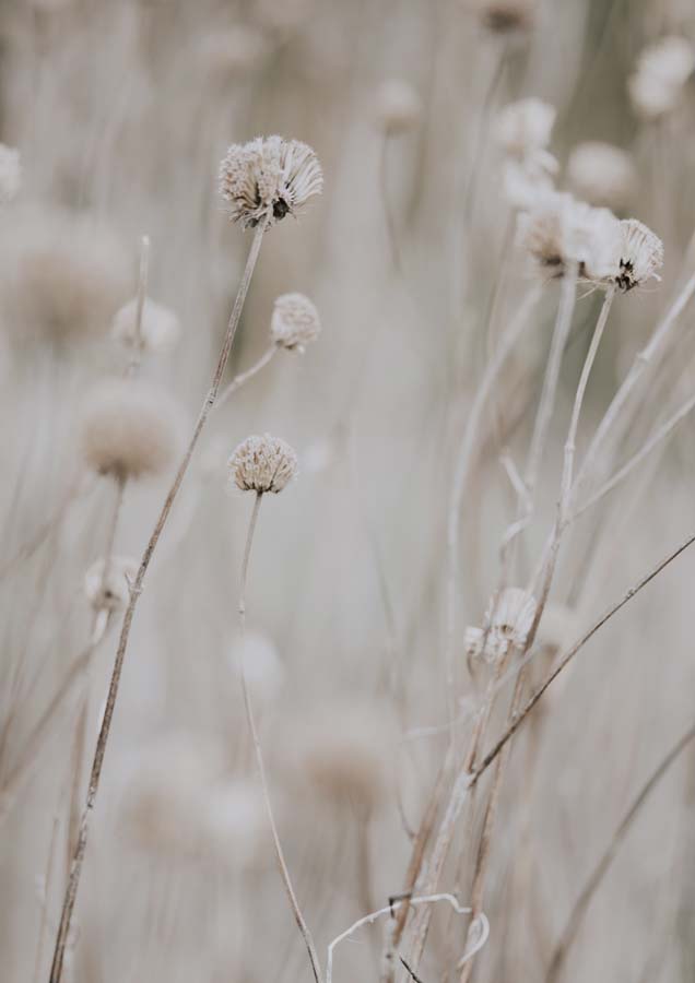 Grass Taupe 3 Canvas Wall Art