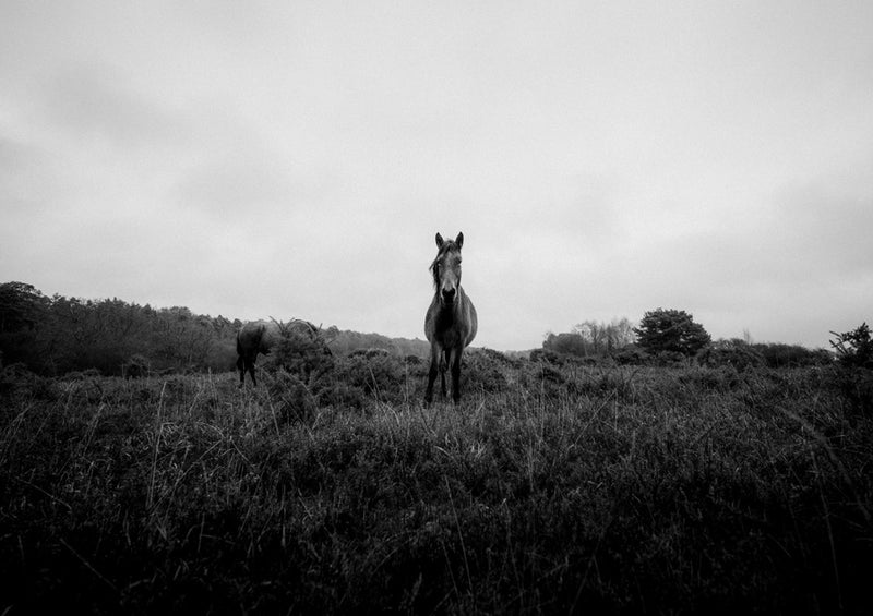 Horses 10 Canvas Wall Art