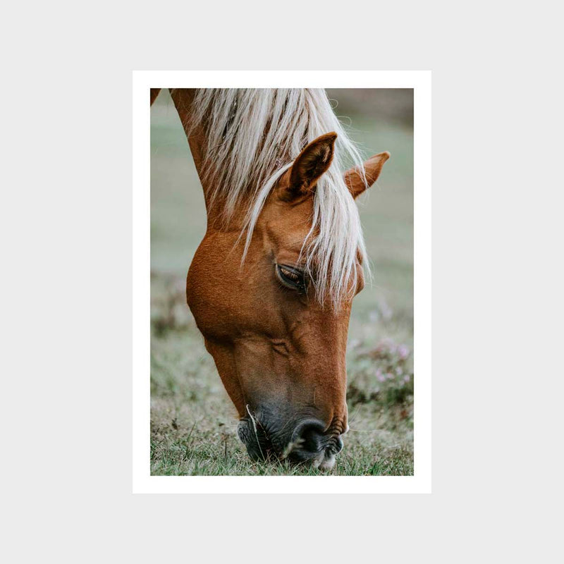 Horse 2 Art Print