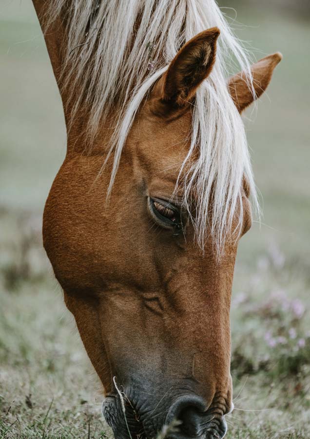 Horse 2 Canvas Wall Art