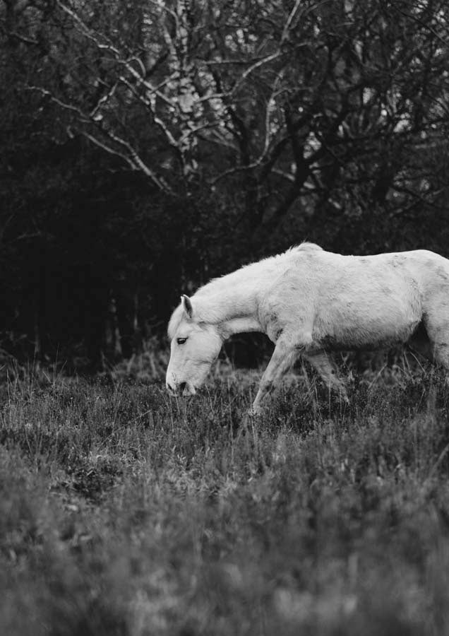 Horse 7 Canvas Wall Art