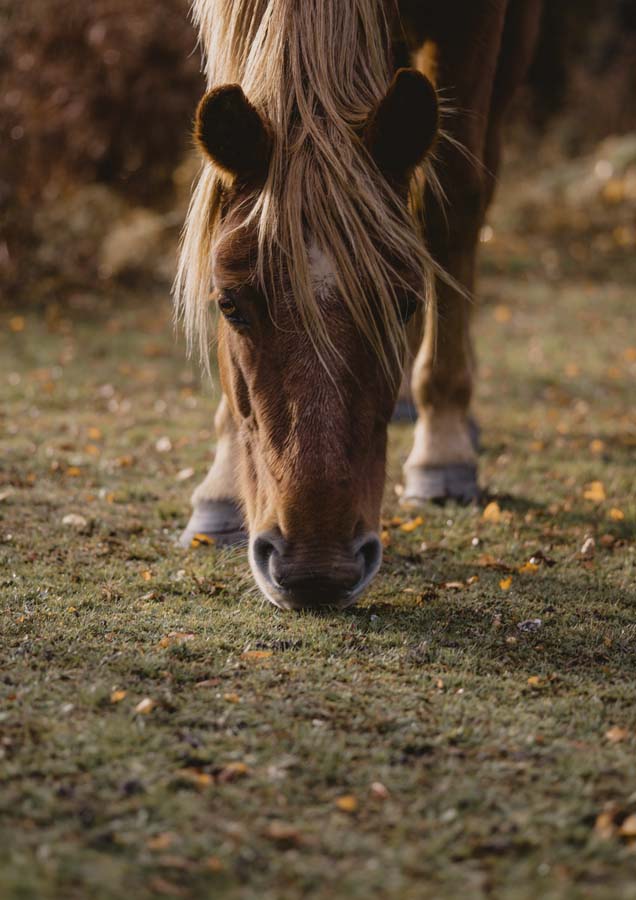 Horse 1 Canvas Wall Art