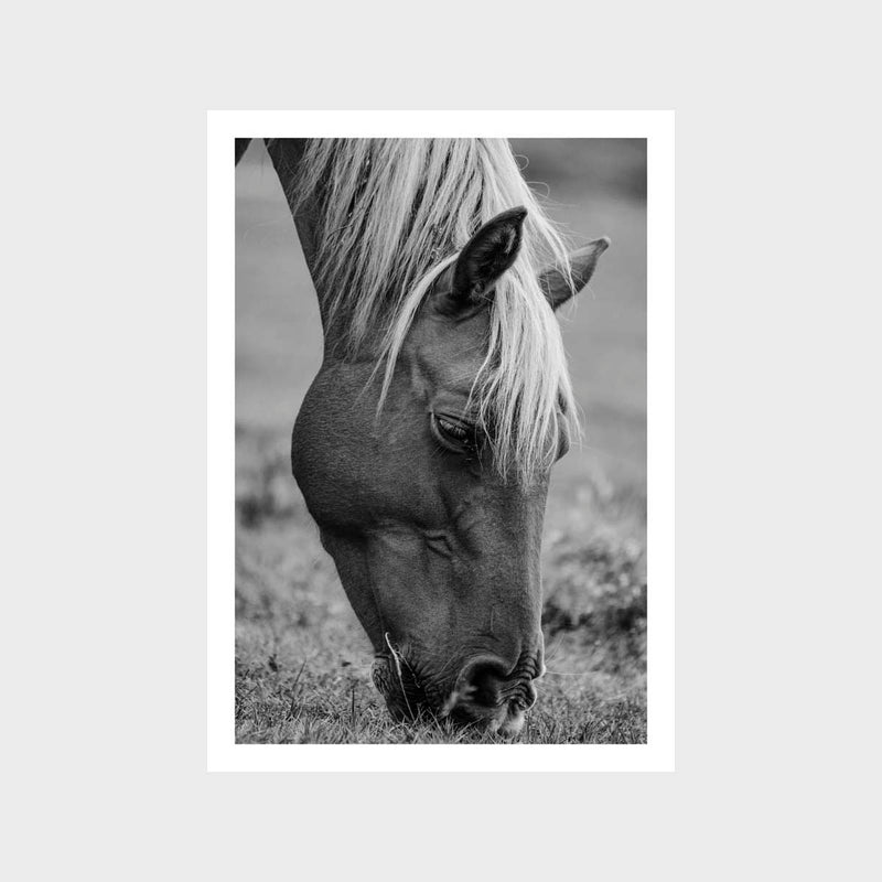 Horse 2 Black and White Art Print