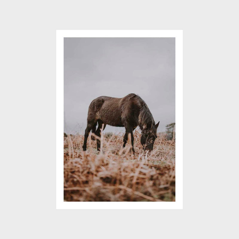 Horse 4 Art Print