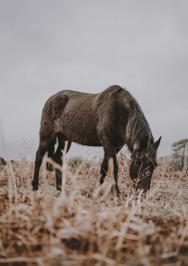 Horse 4 Canvas Wall Art