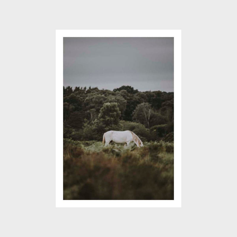 Horse 8 Art Print