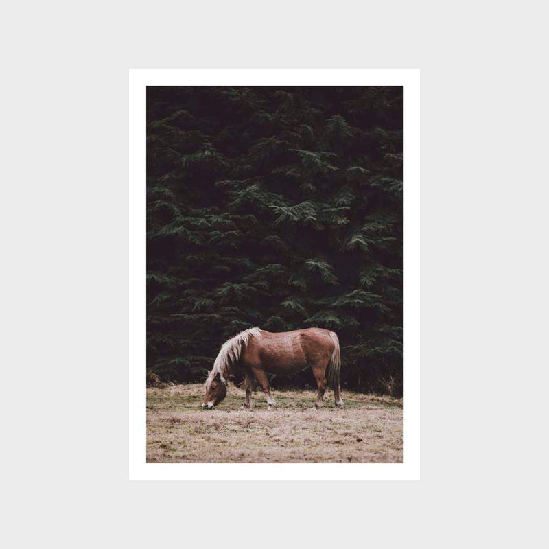 Horse 9 Art Print