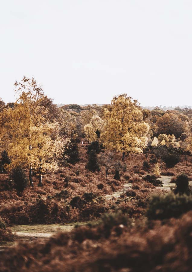 Landscape Rust Tones 2 Canvas Wall Art