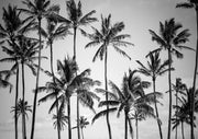 Palm Heaven