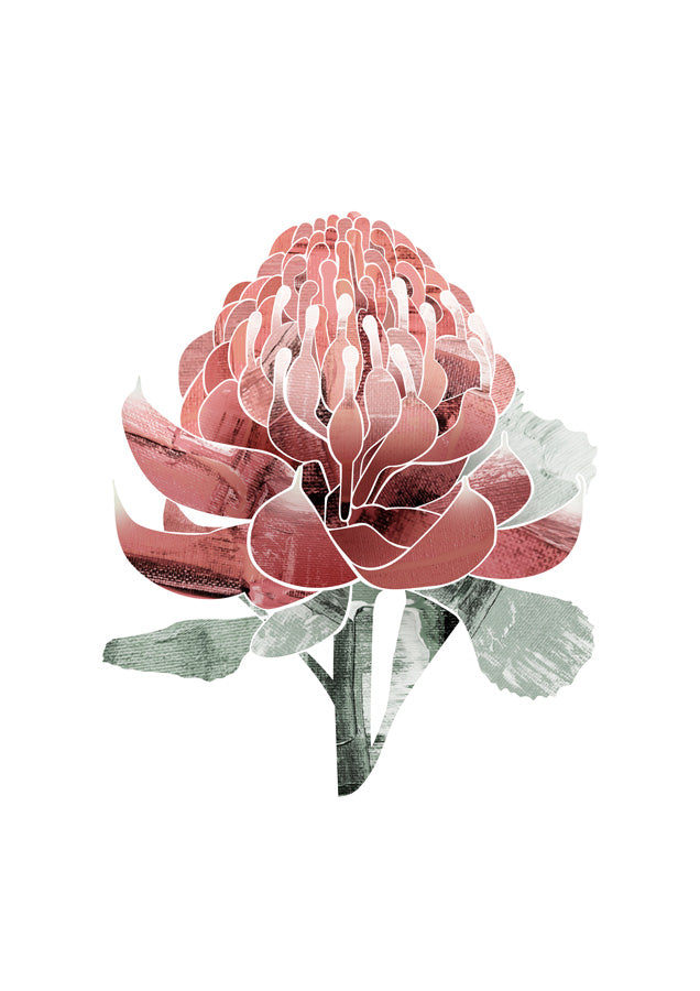 Abstract Waratah Canvas Wall Art