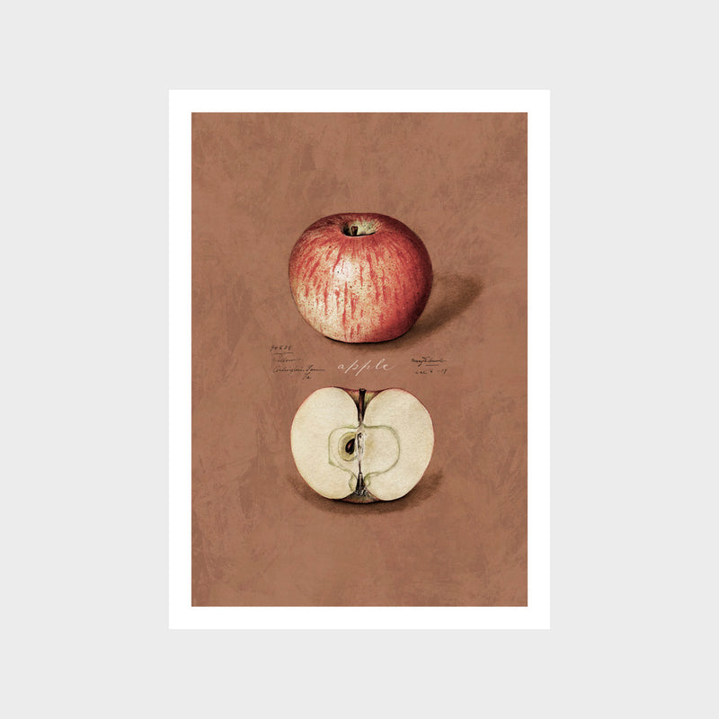 Vintage Apple Art Print