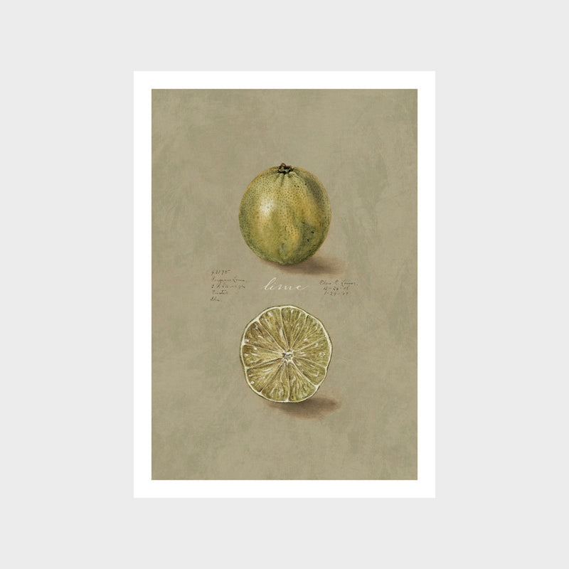 Vintage Lime Art Print